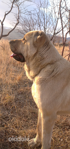 Հայկական Գամփռ (5)