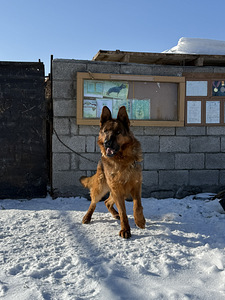Գերմանական հովվաշուն (2 լուսանկար / 9)
