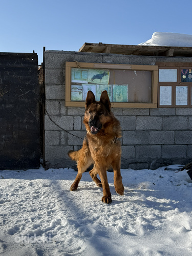 Գերմանական հովվաշուն (2)