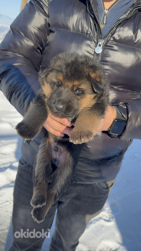 Գերմանական հովվաշուն (8)