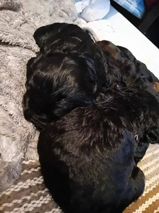 Labradoodlenpennut (3 valokuva sivusta 5)
