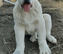 Mijinasiakan hovvashun,aziat,alabay
