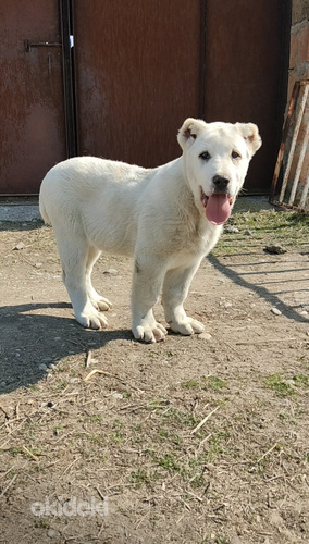 Mijinasiakan hovvashun,aziat,alabay (3)