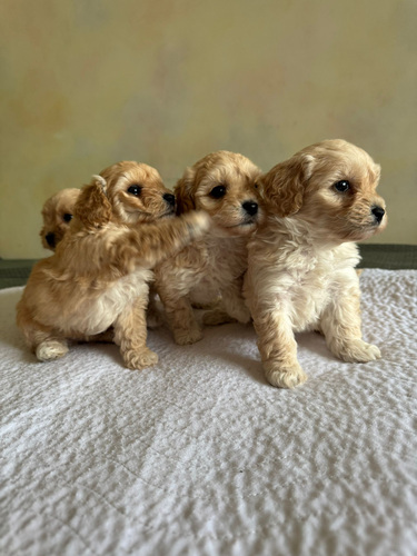 Müüa maltipoo kutsikad