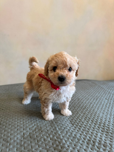 Müüa maltipoo kutsikad