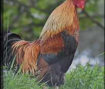 Աքլորներ