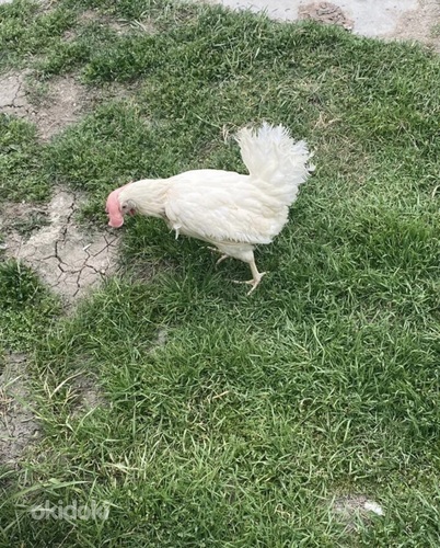 Loman Acan haver (2)