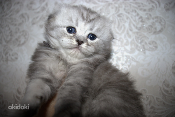 Skotu nokareno ausu un stavausu