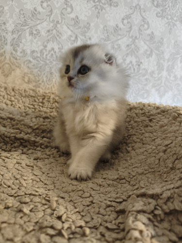 Шотландские вислоухие котята