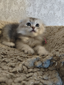 Шотландские вислоухие котята (9 фото из 10)