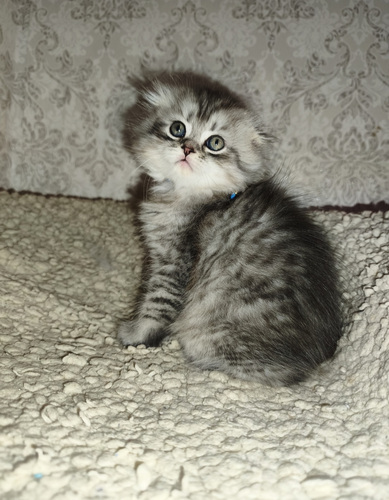 Шотландская вислоухая кошка