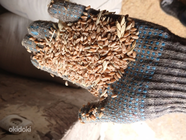 Пшеница и ячмень