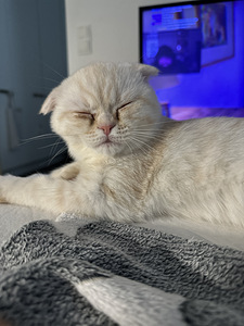 4kk kissanpentu (3 valokuva sivusta 5)