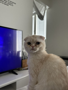 4kk kissanpentu (1 valokuva sivusta 5)