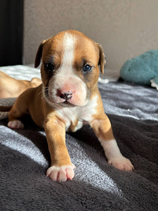 American Staffordshire terrier (4 foto / 8)