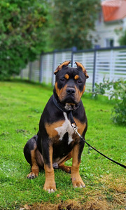 Americanbully