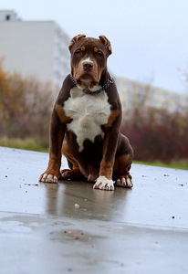 Americanbully xl (1 valokuva sivusta 1)