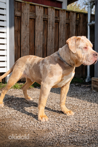 Americanbully