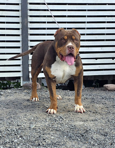 Americanbully (1 valokuva sivusta 1)