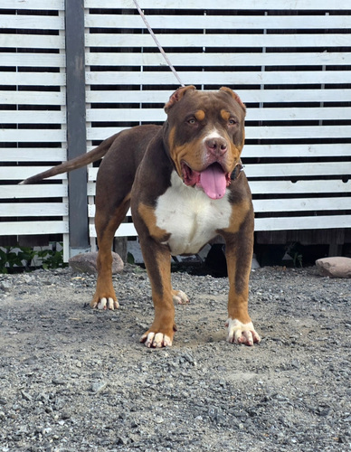 Americanbully