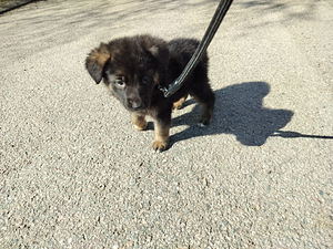Varattavissa Saksanpaimenkoiran pentuja (3 valokuva sivusta 10)
