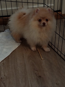 Myydään kauniit pomeranian 3kk ikäiset tyttöpennut (3 valokuva sivusta 10)