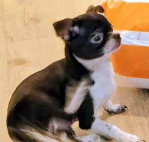 Myydään hyvään/loppuelämän kotiin, chihuahuan 2pentua. (4 valokuva sivusta 10)