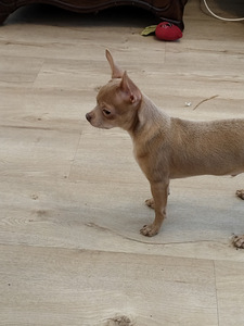 Myydään hyvään/loppuelämän kotiin, normaalin kokoinen chihua (1 valokuva sivusta 4)