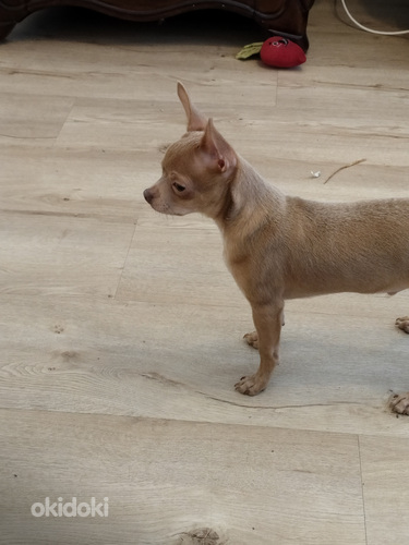 Myydään hyvään/loppuelämän kotiin, normaalin kokoinen chihua