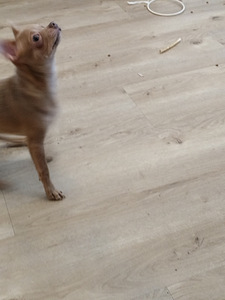 Myydään hyvään/loppuelämän kotiin, normaalin kokoinen chihua (4 valokuva sivusta 4)