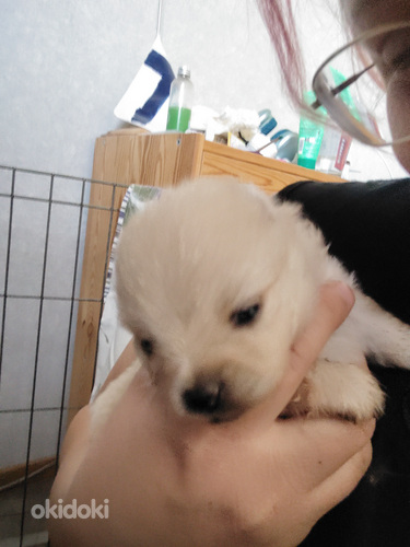 Kleinspitz narttu pentu