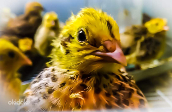 Մեղու, լորի ձու, Перепелка, Перепелиное яйцо (3)