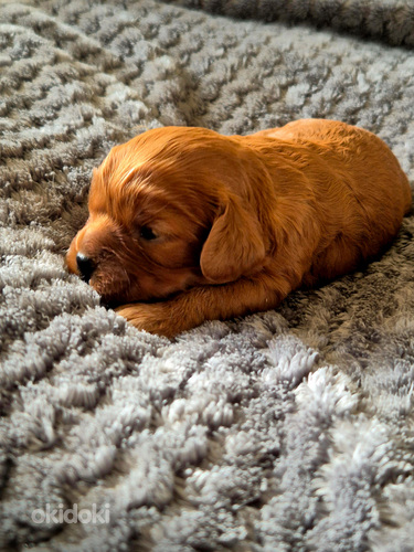 Cavapoo pentuja saatavilla