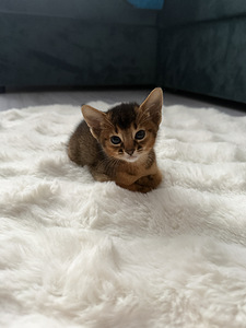Абиссинские котята (3 фото из 3)