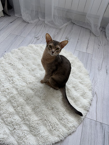 Abessiinia (1 foto / 3)