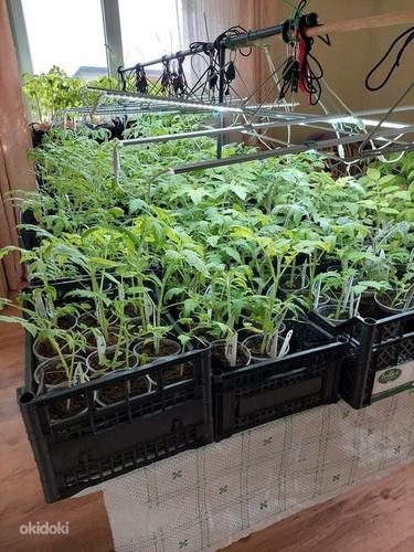 Toma taimed, tomati seemikud (foto #2)