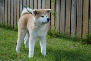 Akita Inu kutsikad (4 foto / 5)