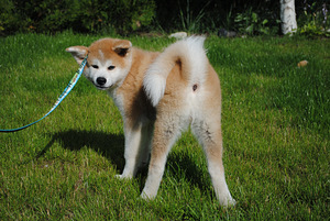 Akita Inu kutsikad (5 foto / 5)