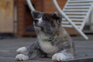 Jaapani Akita tiigrid (3 foto / 6)