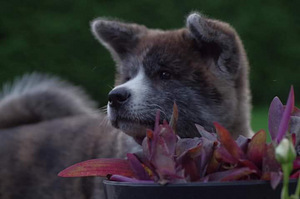 Jaapani Akita tiigrid (6 foto / 6)