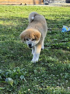 Jaapani akita kutsikad (7 foto / 10)