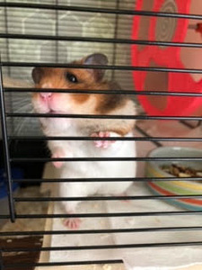 Hamster