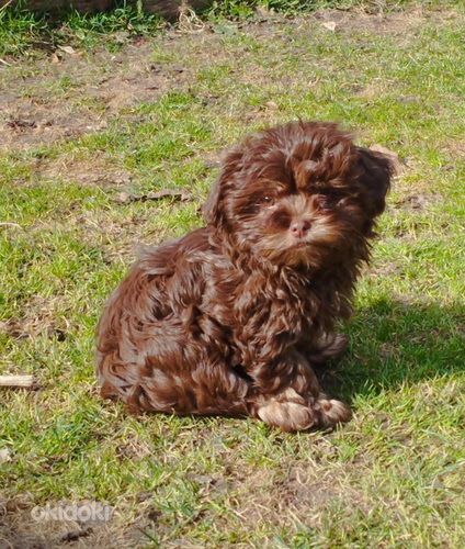 Щенки цветного бишона. Шоколадный малыш...