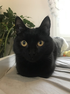 Tyttö kissa leikattu (2 valokuva sivusta 3)