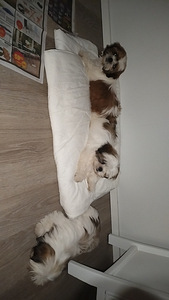 Shih tzu (3 valokuva sivusta 3)