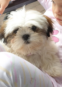 Shihtzu (3 valokuva sivusta 4)