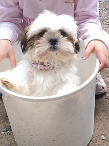 Shihtzu (2 valokuva sivusta 3)