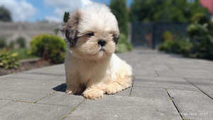 Shihtzu