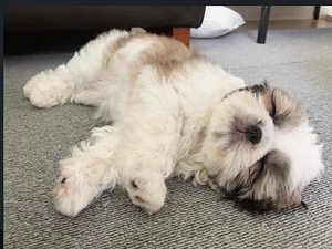 Shihtzu (2 valokuva sivusta 7)