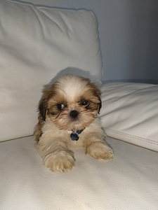 Shihtzu (4 valokuva sivusta 7)